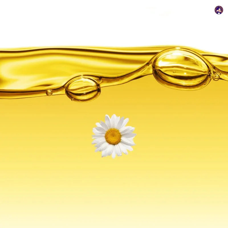 Huile essentielle de Camomille | 100 ml - Le Petit Masseur