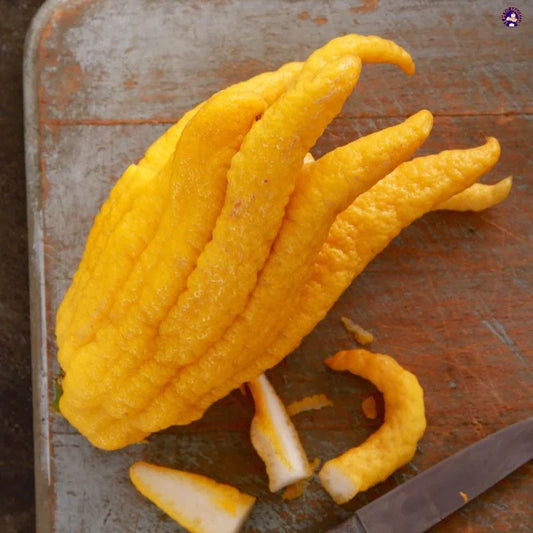 Huile essentielle de Bergamote | 100 ml - Le Petit Masseur