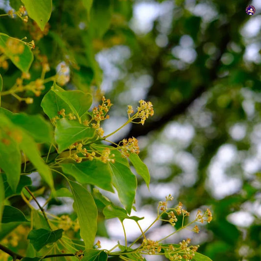 Huile essentielle de Camphre | 100 ml - Le Petit Masseur